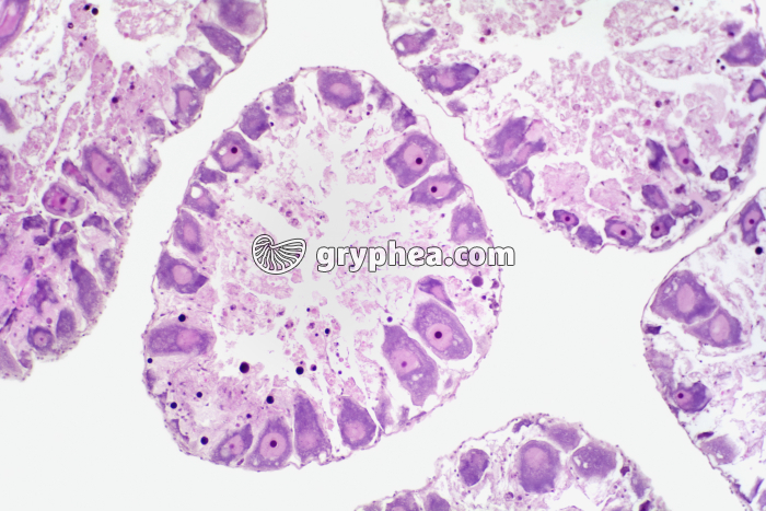 Ovaire d'Oursin x40 - gryphea.com